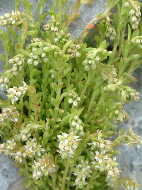 Sedum magellense / Borracina della Majella